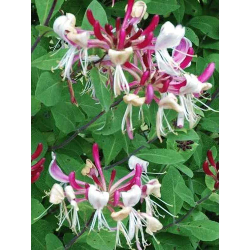Lonicera periclymenum 'Fragrant Cloud' (Chojnow) Lonicera periclymenum 'Fragrant Cloud' (Chojnow)