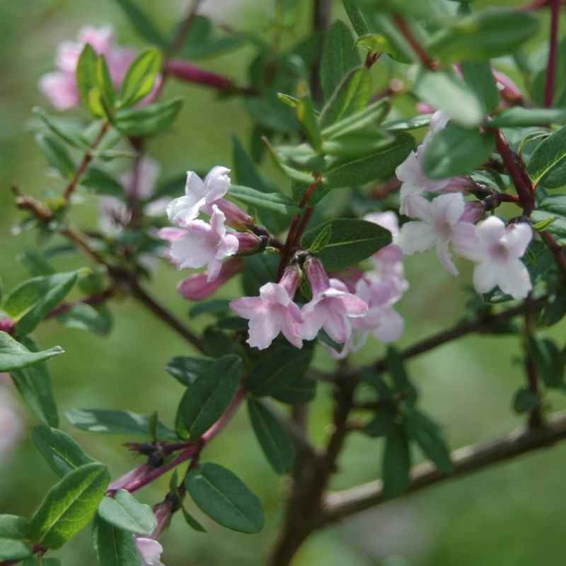 Lonicera syringantha