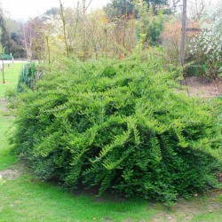 Lonicera pileata 'Moss Green'