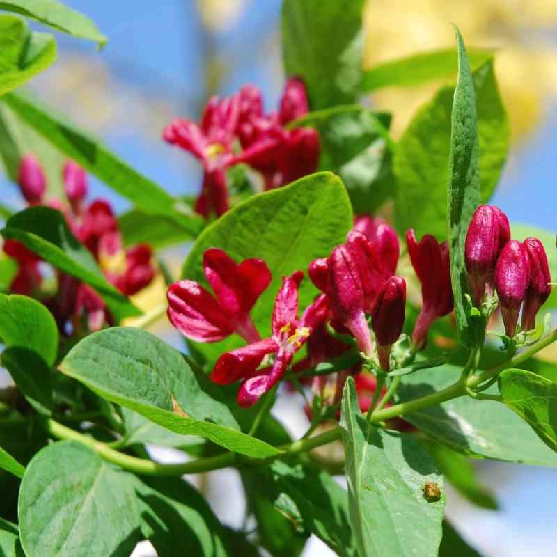 Lonicera tartarica 'Arnold Red' Lonicera tartarica 'Arnold Red'