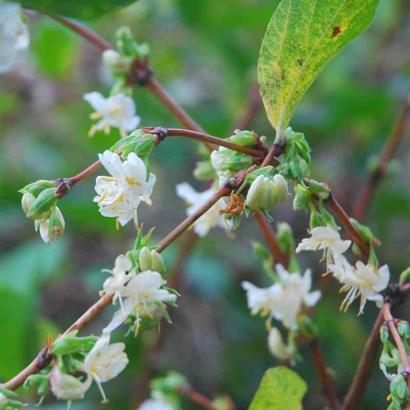 Lonicera x purpusii 'Winter Beauty'