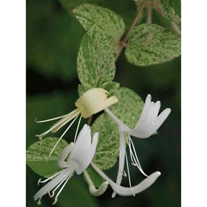 Lonicera japonica 'Mint Crisp'