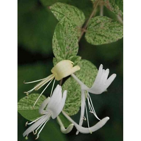 Lonicera japonica 'Mint Crisp' Lonicera japonica 'Mint Crisp'