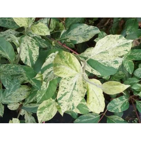 Lonicera japonica 'Mint Crisp' Lonicera japonica 'Mint Crisp'