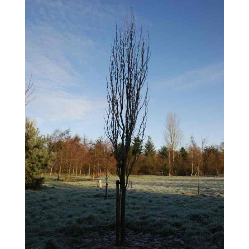 Liriodendron tulipifera 'Fastigiatum' Liriodendron tulipifera 'Fastigiatum'