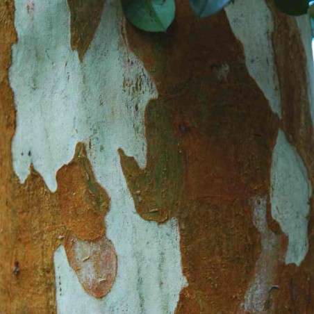 Luma apiculata Luma apiculata