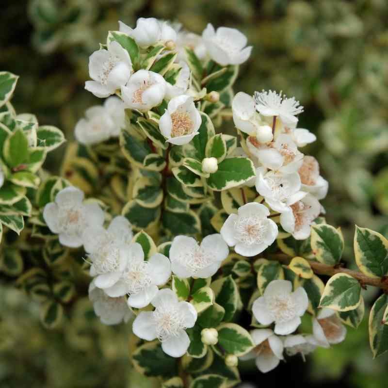 Luma apiculata 'Glanleam Gold'