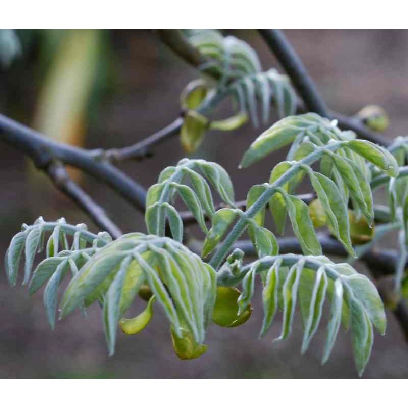 Maackia amurensis - silvery blue spring leaves