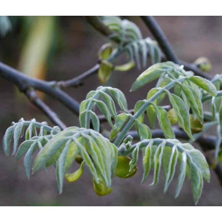 Maackia amurensis - silvery blue spring leaves Maackia amurensis - silvery blue spring leaves