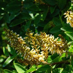 Maackia amurensis - summer flowers