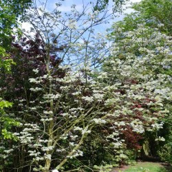 Maackia amurensis - established tree coming into leaf in spring