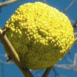 Maclura pomifera - fruit