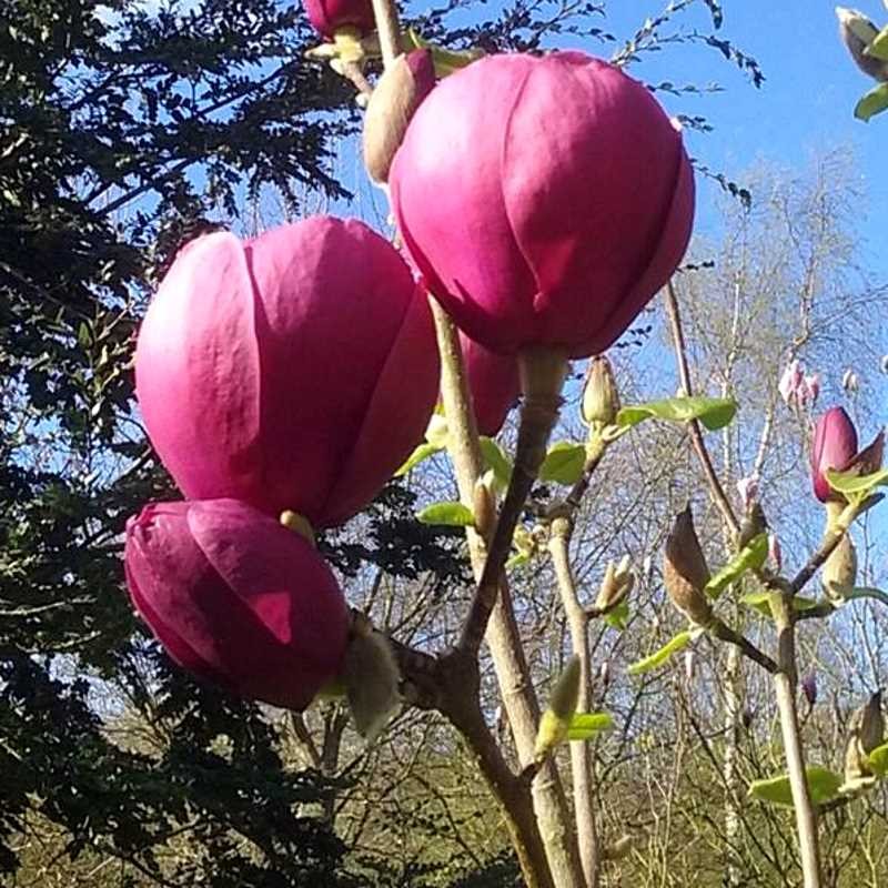 Magnolia 'Black Tulip' Magnolia 'Black Tulip'