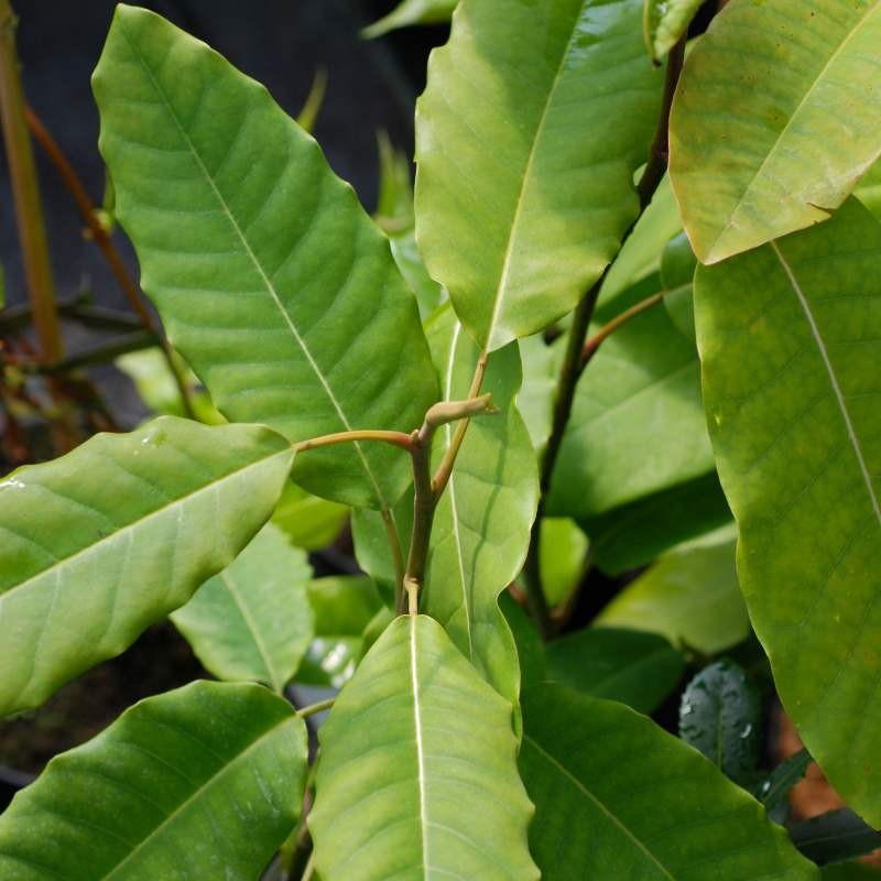 Magnolia delavayi Magnolia delavayi