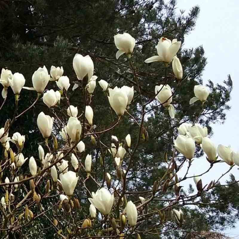 Magnolia 'Sayonara' Magnolia 'Sayonara'