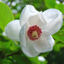 Magnolia sieboldii - summer flowers