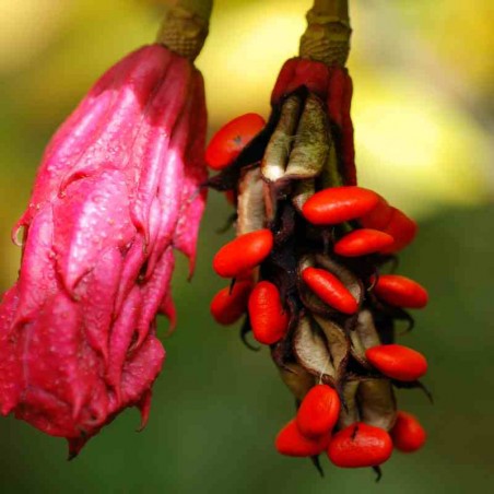 Magnolia sieboldii - fruit in autumn Magnolia sieboldii - fruit in autumn