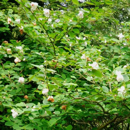 Magnolia sieboldii - established flowering plant Magnolia sieboldii - established flowering plant