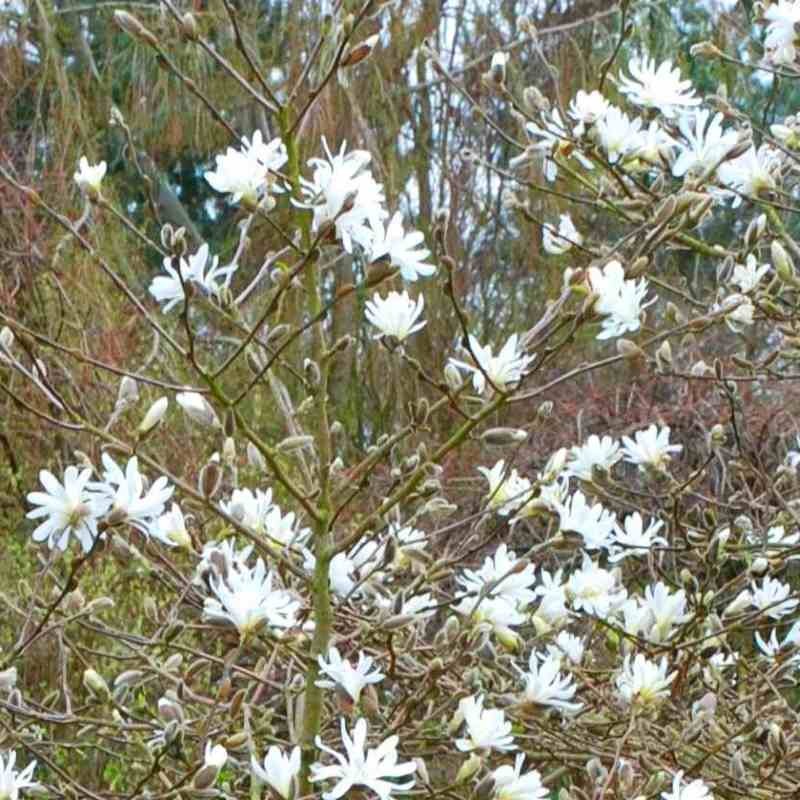 Magnolia stellata 'Royal Star'