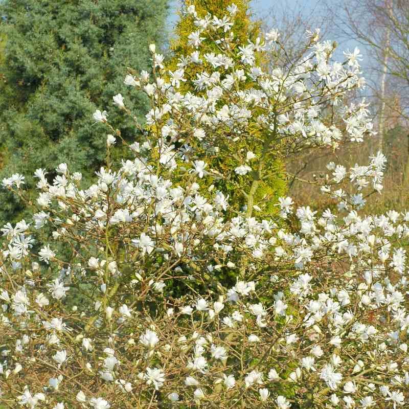 Magnolia stellata 'Royal Star'