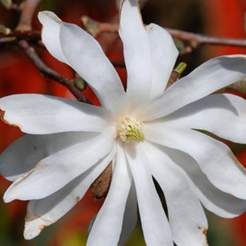 Magnolia stellata 'Royal Star' Magnolia stellata 'Royal Star'