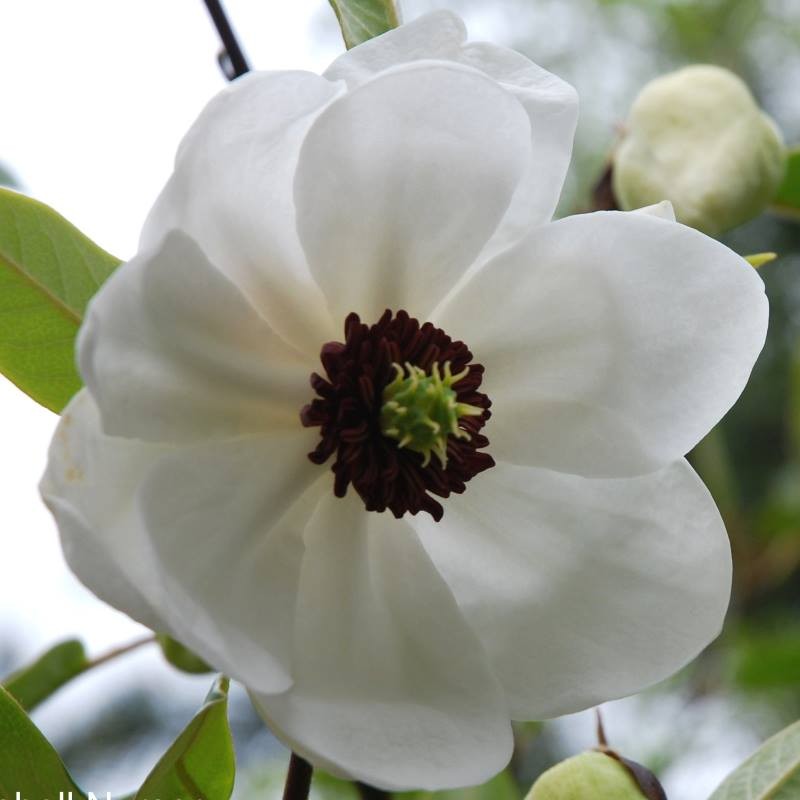 Magnolia wilsonii