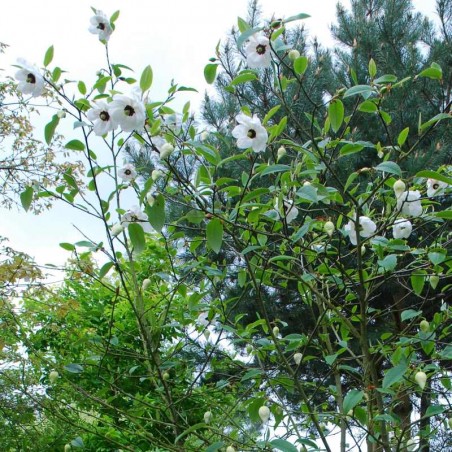 Magnolia wilsonii Magnolia wilsonii