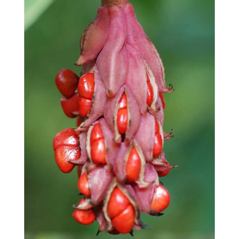 Magnolia wilsonii