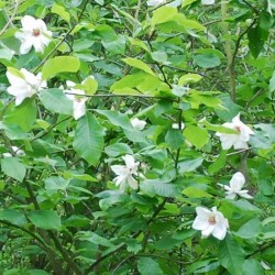 Magnolia x 'Charles Coates'