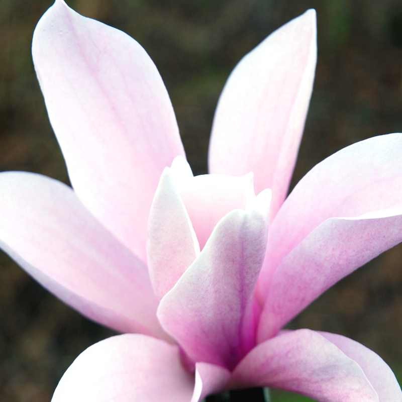 Magnolia x 'Heaven Scent' Magnolia x 'Heaven Scent'