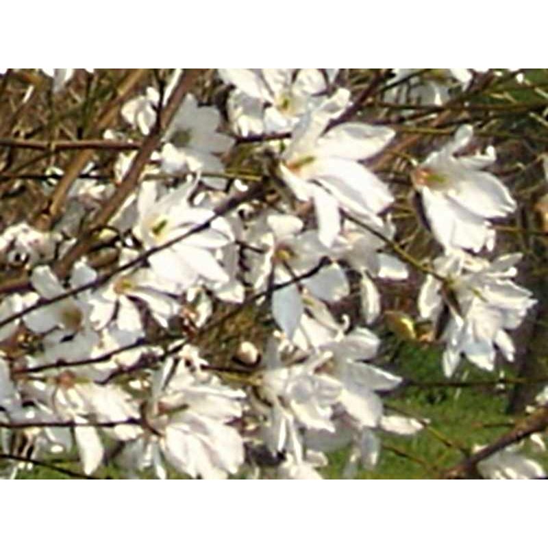 Magnolia x proctoriana