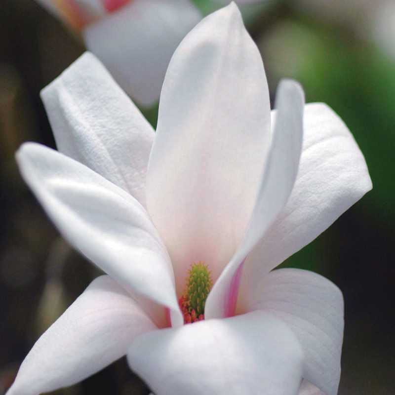 Magnolia x soulangeana 'Alba Superba'