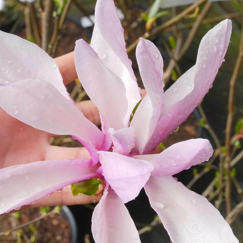 Magnolia x 'Susan'