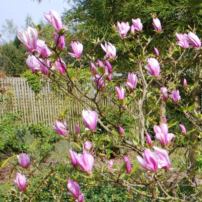 Magnolia x 'Susan' Magnolia x 'Susan'