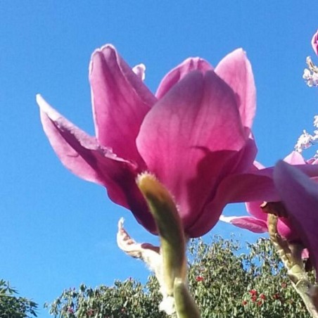 Magnolia x 'Ian's Red' Magnolia x 'Ian's Red'