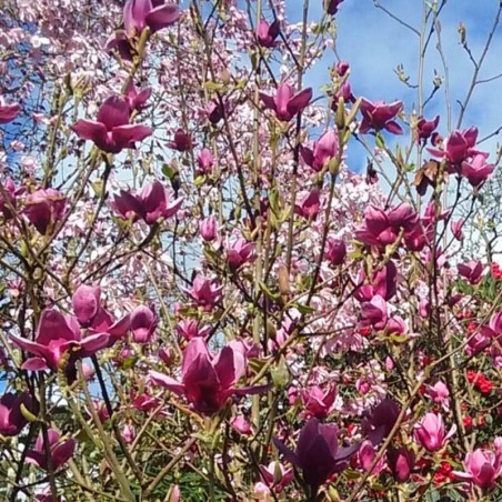 Magnolia x 'Ian's Red' Magnolia x 'Ian's Red'