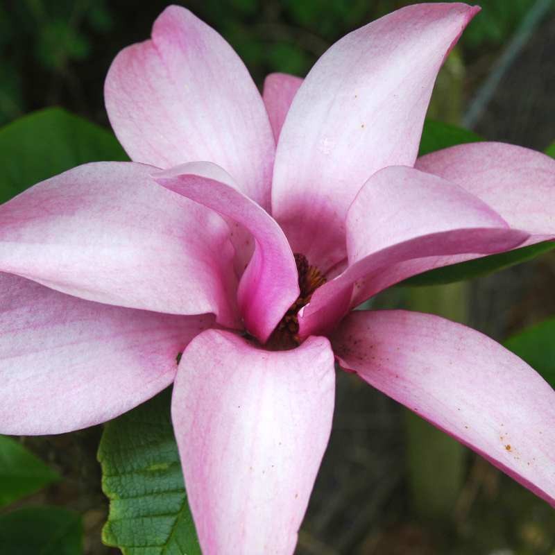 Magnolia 'Margaret Helen' Magnolia 'Margaret Helen'
