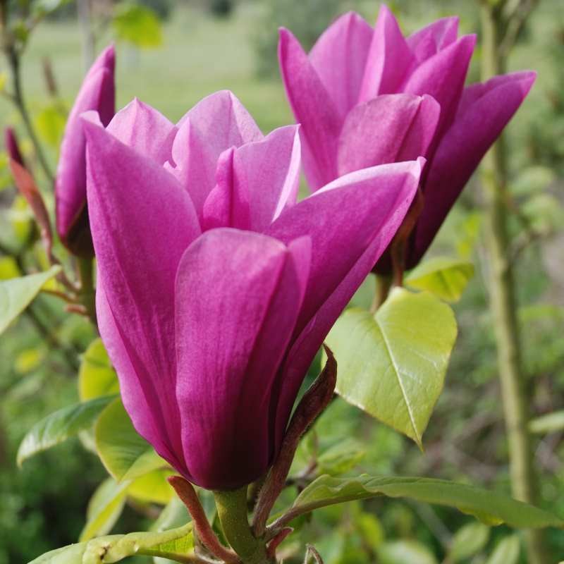 Magnolia 'Margaret Helen' - flowers opening in spring