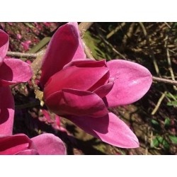 Magnolia 'Shirazz'