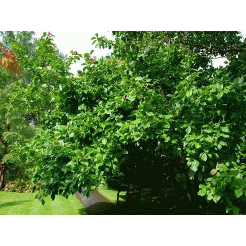 Magnolia x soulangeana 'Lennei' - mature small tree