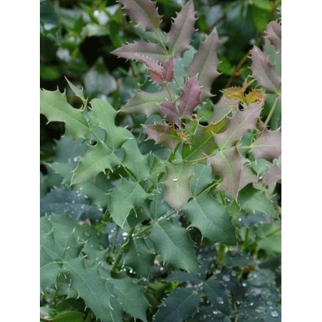 Mahonia x wagneri 'Pinnacle'