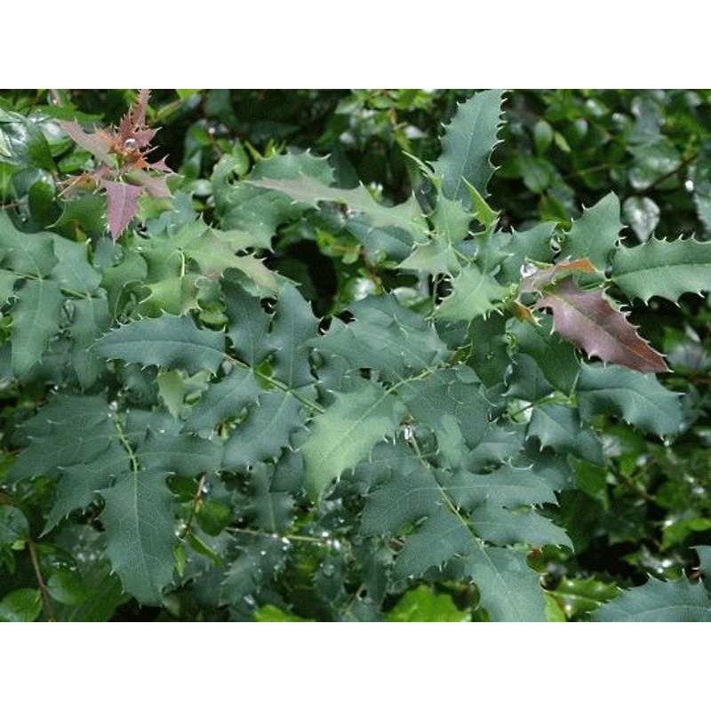 Mahonia x wagneri 'Pinnacle'