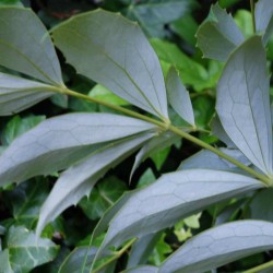 Mahonia gracilipes
