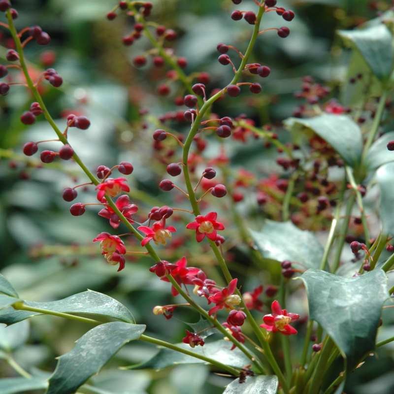 Mahonia gracilipes