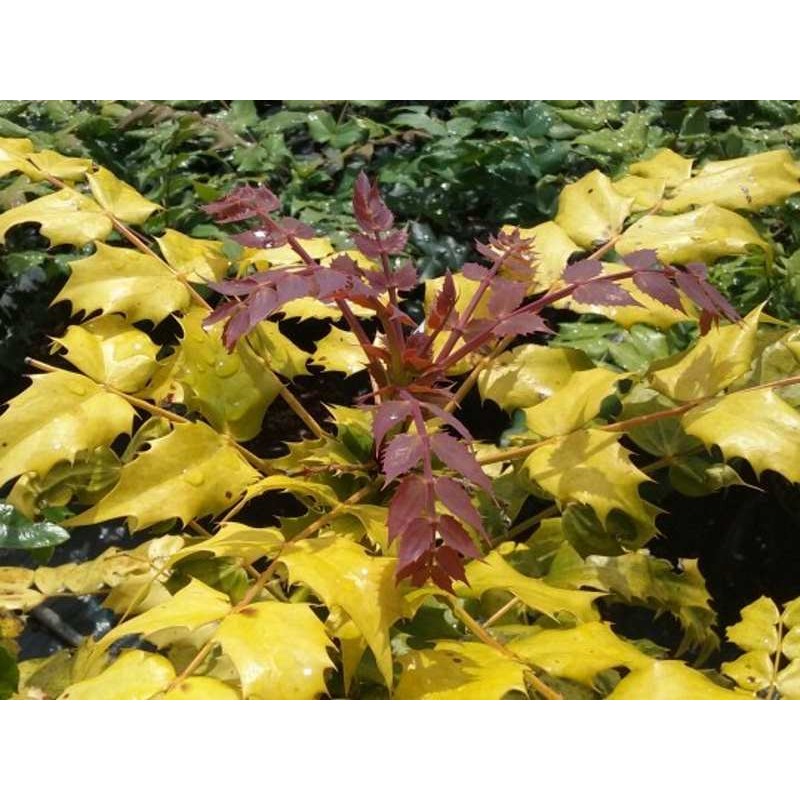 Mahonia japonica 'Gold Dust' Mahonia japonica 'Gold Dust'