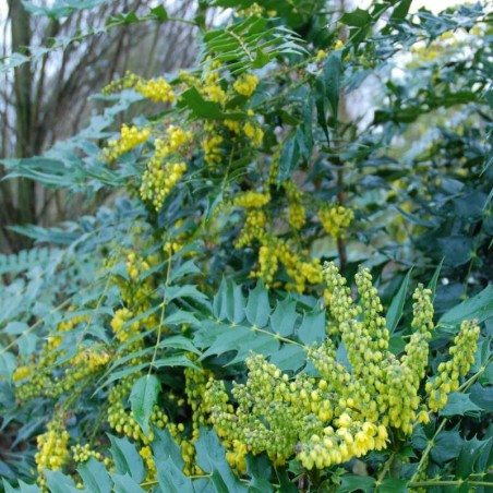 Mahonia x media 'Winter Sun'