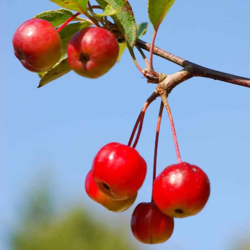 Malus hupehensis