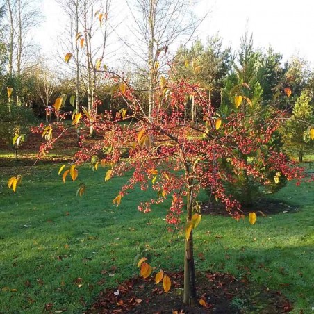 Malus 'Indian Magic'