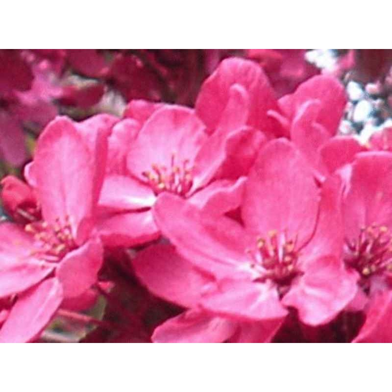 Malus 'Liset' Malus 'Liset'