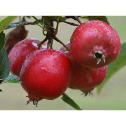 Malus 'Rosehip' - large red rosehip-like crab apples in autumn